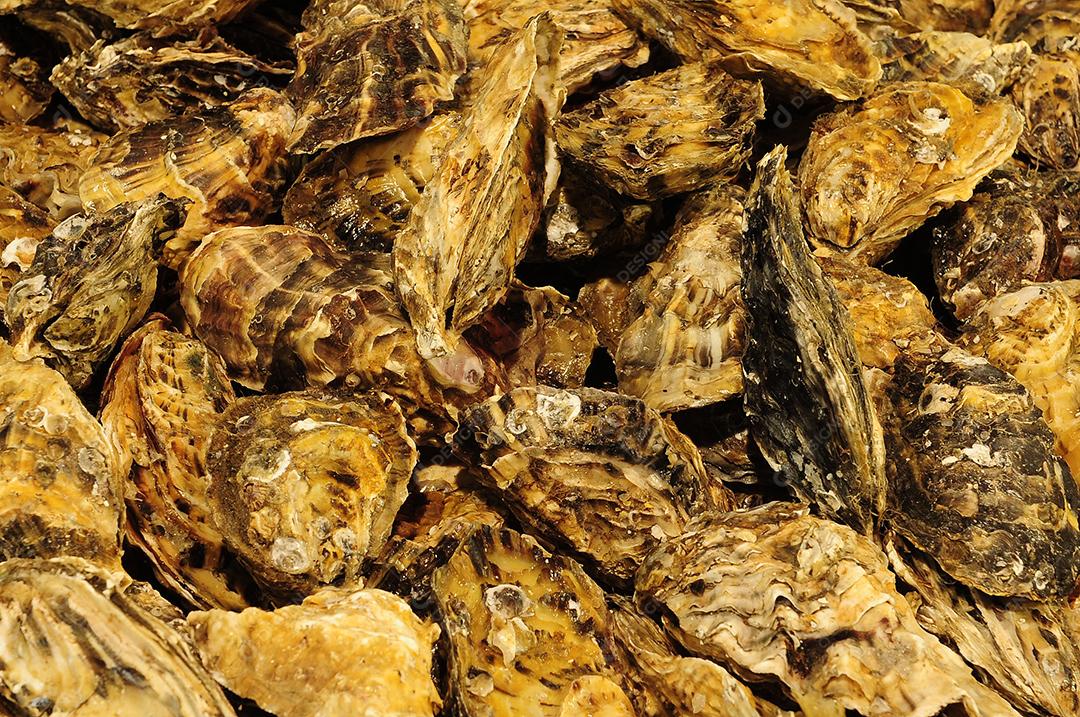 Ostra Animal floresta