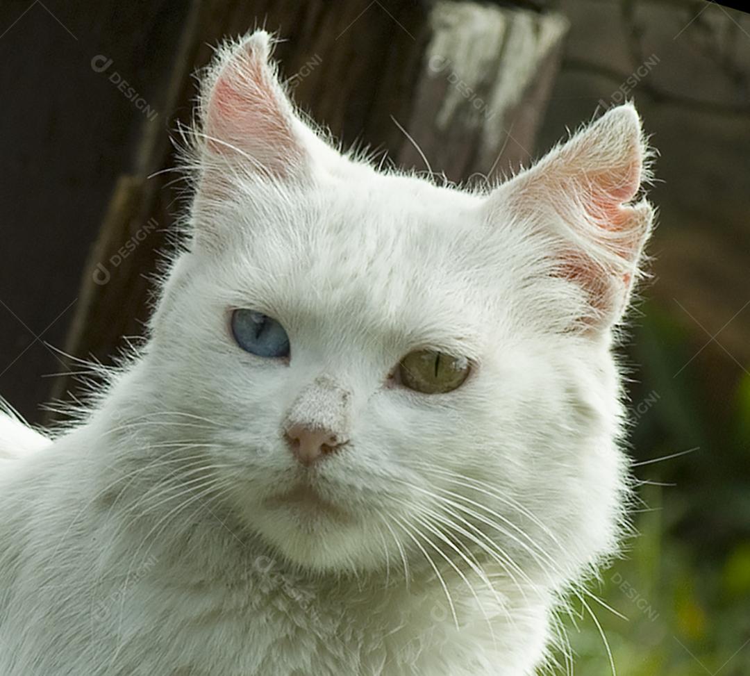Animal gato branco domestico