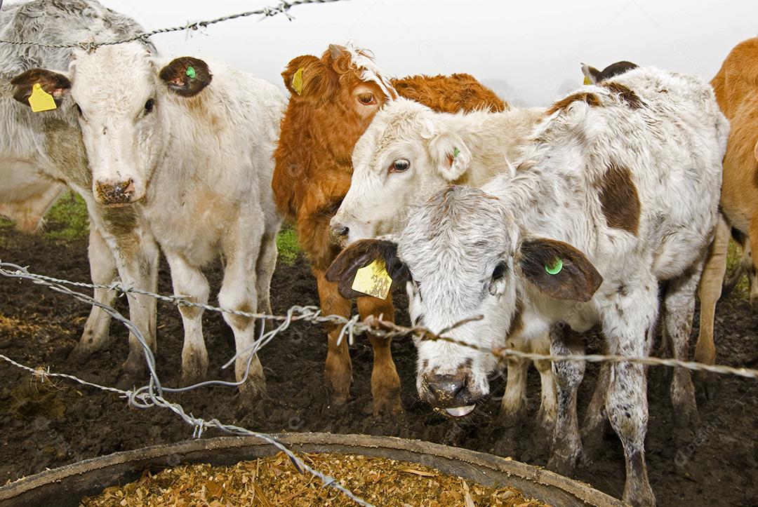 Animal bovino gado criação fazenda
