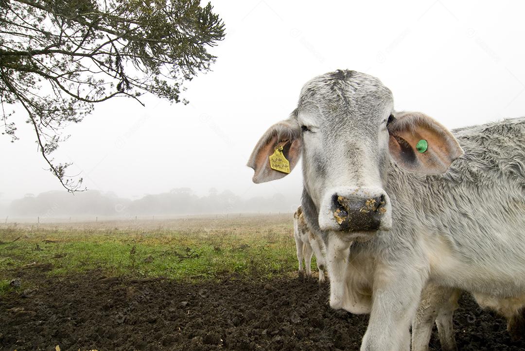 Animal bovino gado criação fazenda