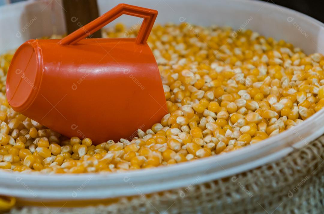 Milho. grãos de milho debulhado em balde com copo pegador
