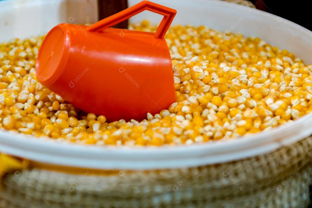 Milho. grãos de milho debulhado em balde com copo pegador