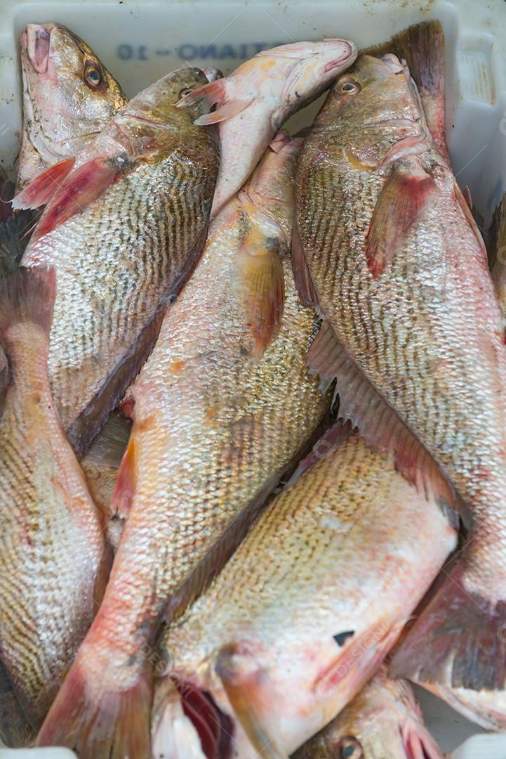 Peixe congelado á venda em Super mercado. Peixe em uma bandeja com gelo.