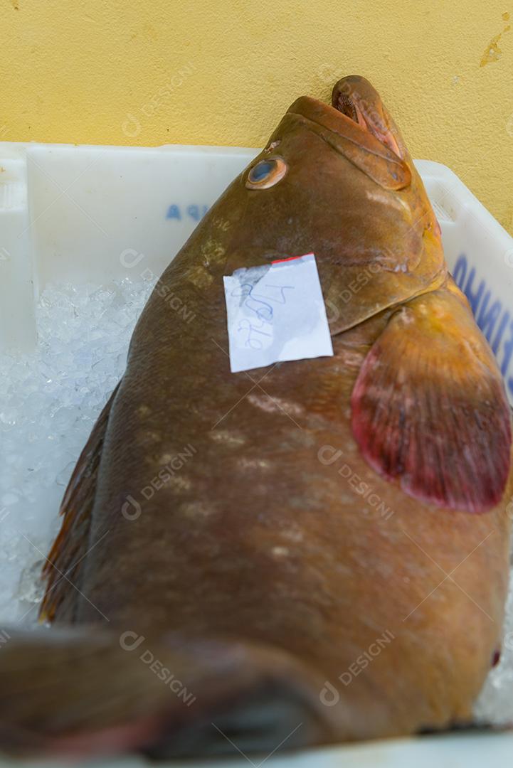 Peixe congelado á venda em Super mercado. Peixe em uma bandeja com gelo.