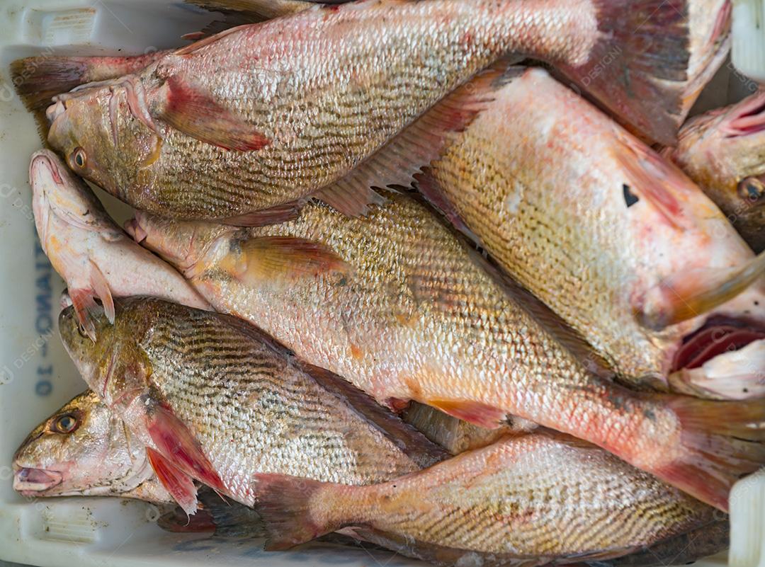 Peixe congelado á venda em Super mercado. Peixe em uma bandeja com gelo.