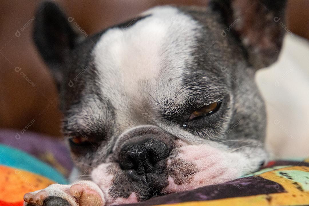 Bulldog francês dormindo em um sofá de couro caramelo em casa