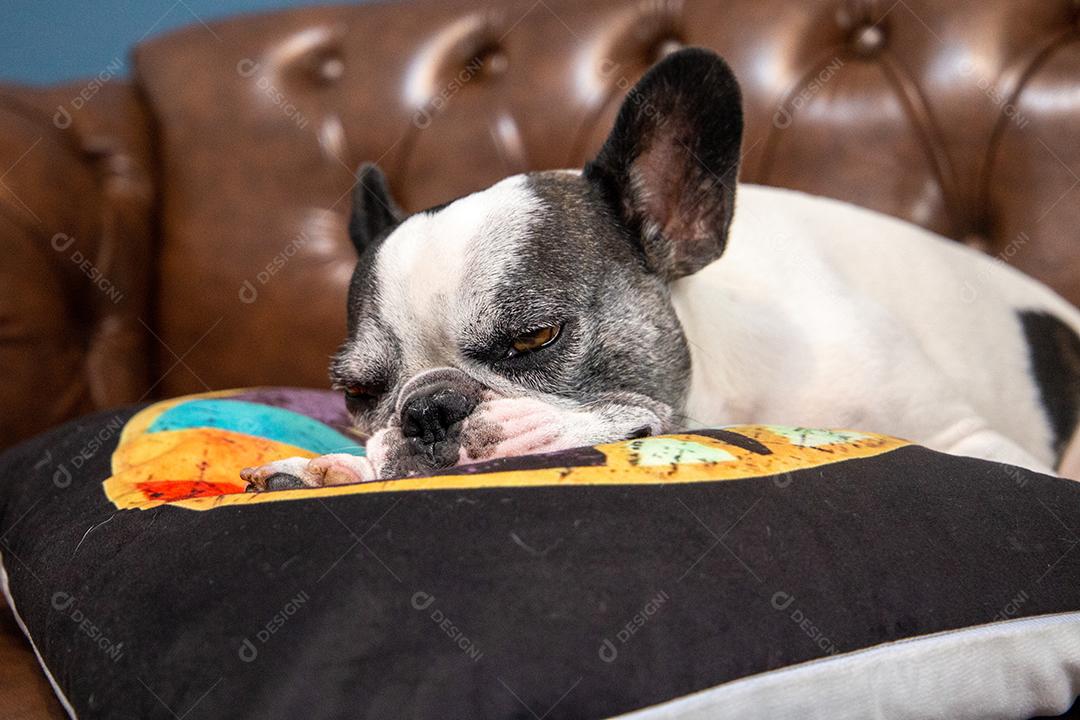 Bulldog francês dormindo em um sofá de couro caramelo em casa