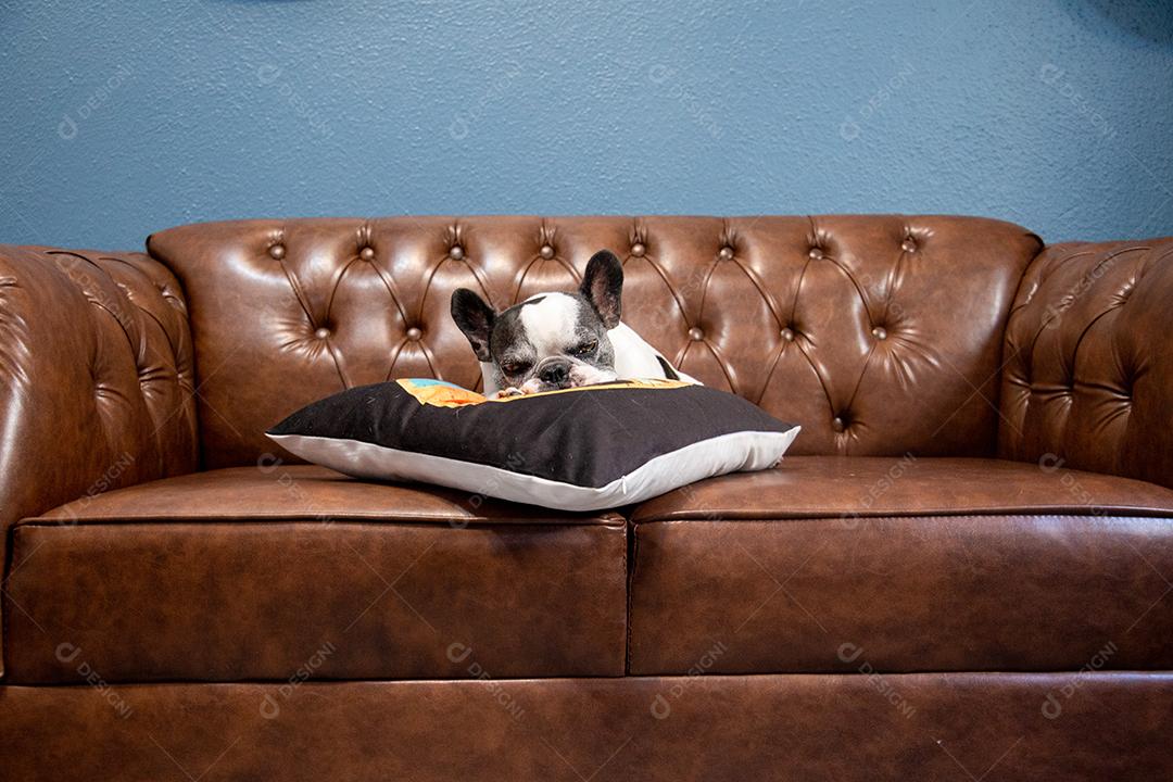 Bulldog francês dormindo em um sofá de couro caramelo m casa.