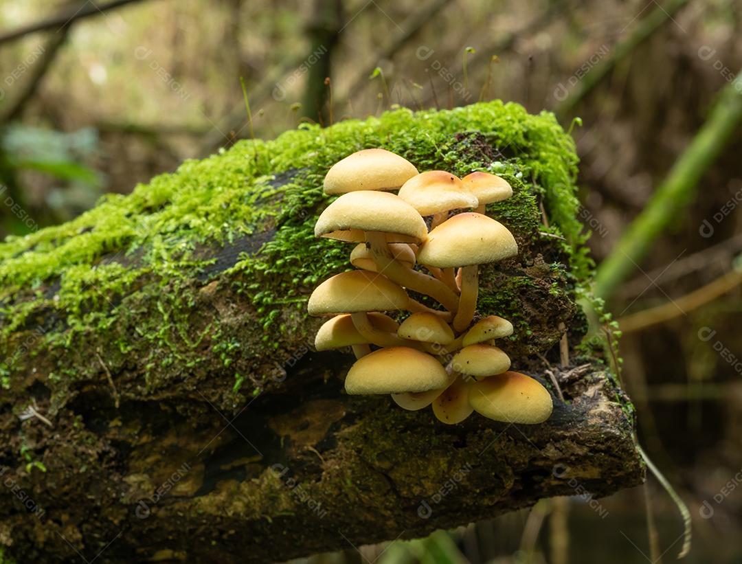 Cogumelos amarelos em um tronco caído em uma floresta tropical no Brasil