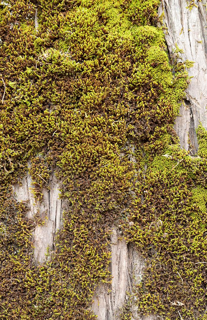 Musgo verde em um tronco de árvore em uma floresta tropical