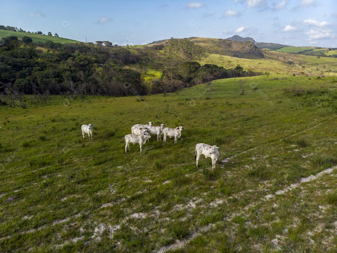 Gado animal criaçao bovino fazenda pasto