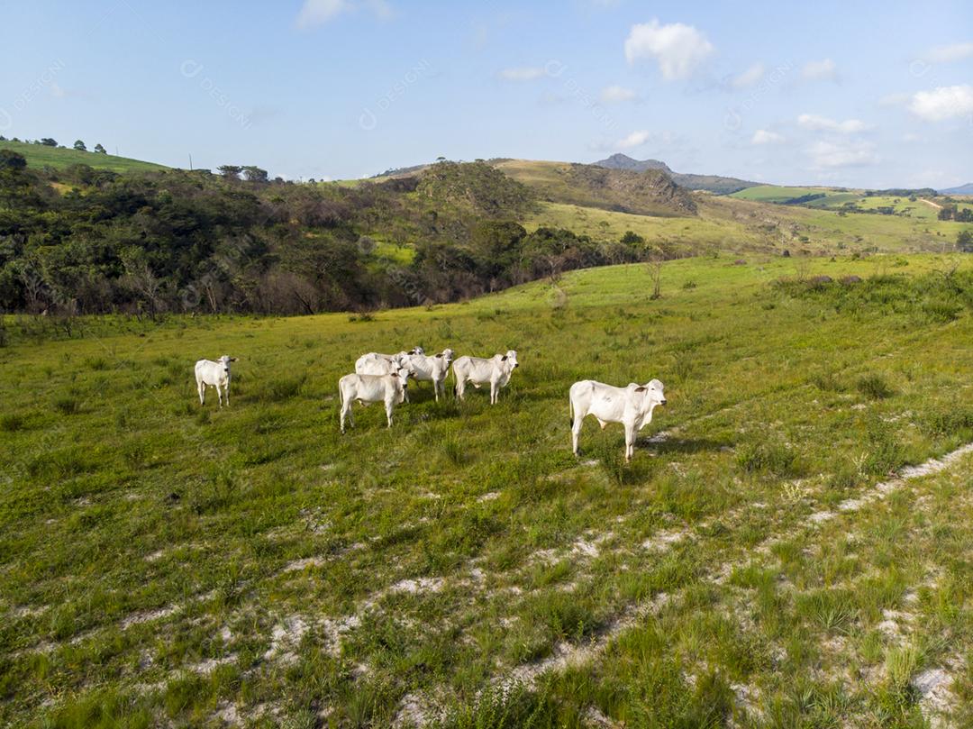 Gado animal criaçao bovino fazenda pasto
