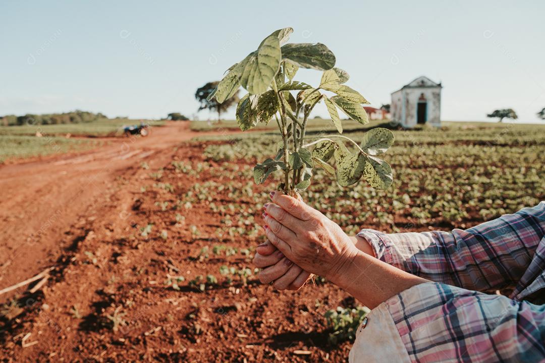 As mãos do homem seguram uma pequena muda de café. conceito de agronegócio