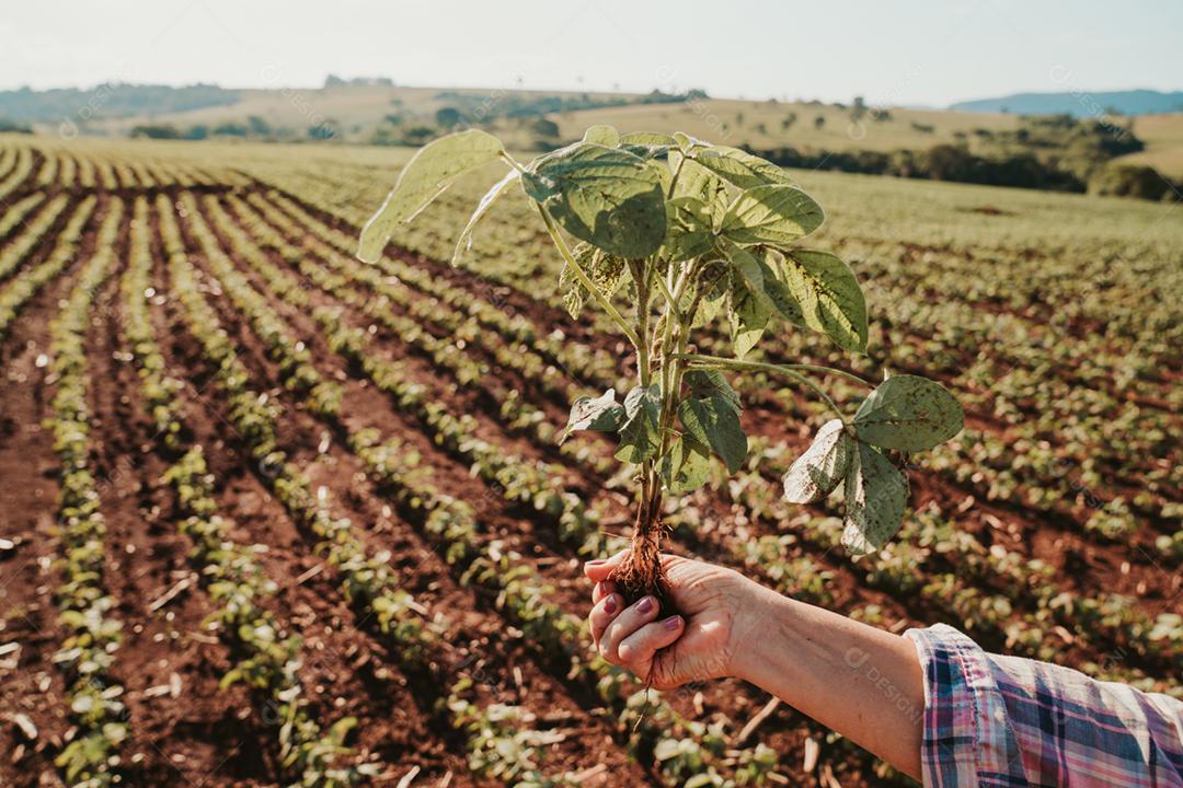 As mãos do homem seguram uma pequena muda de café. conceito de agronegócio
