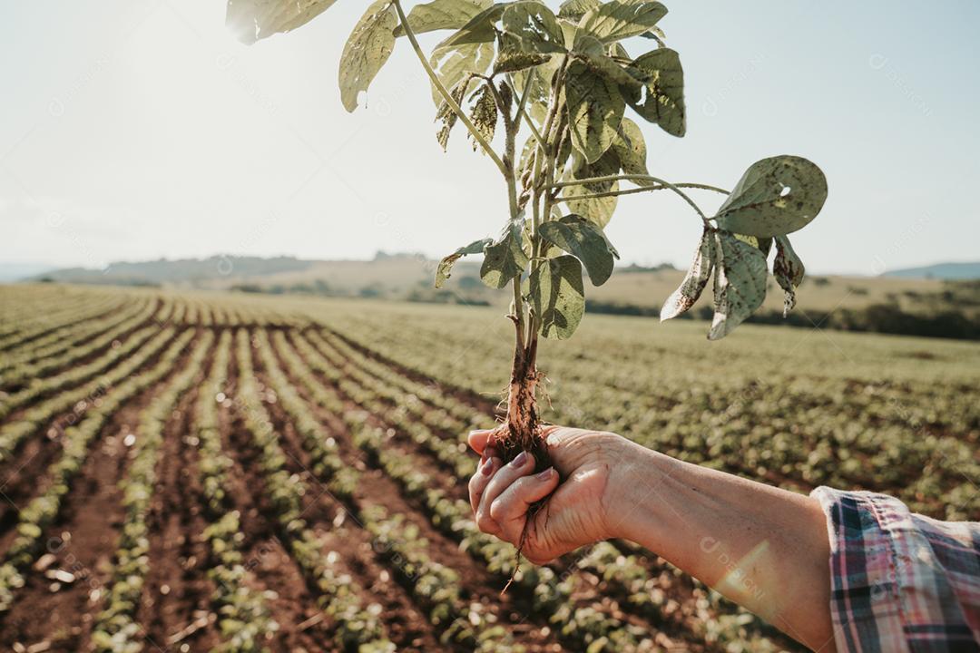 As mãos do homem seguram uma pequena muda de café. conceito de agronegócio