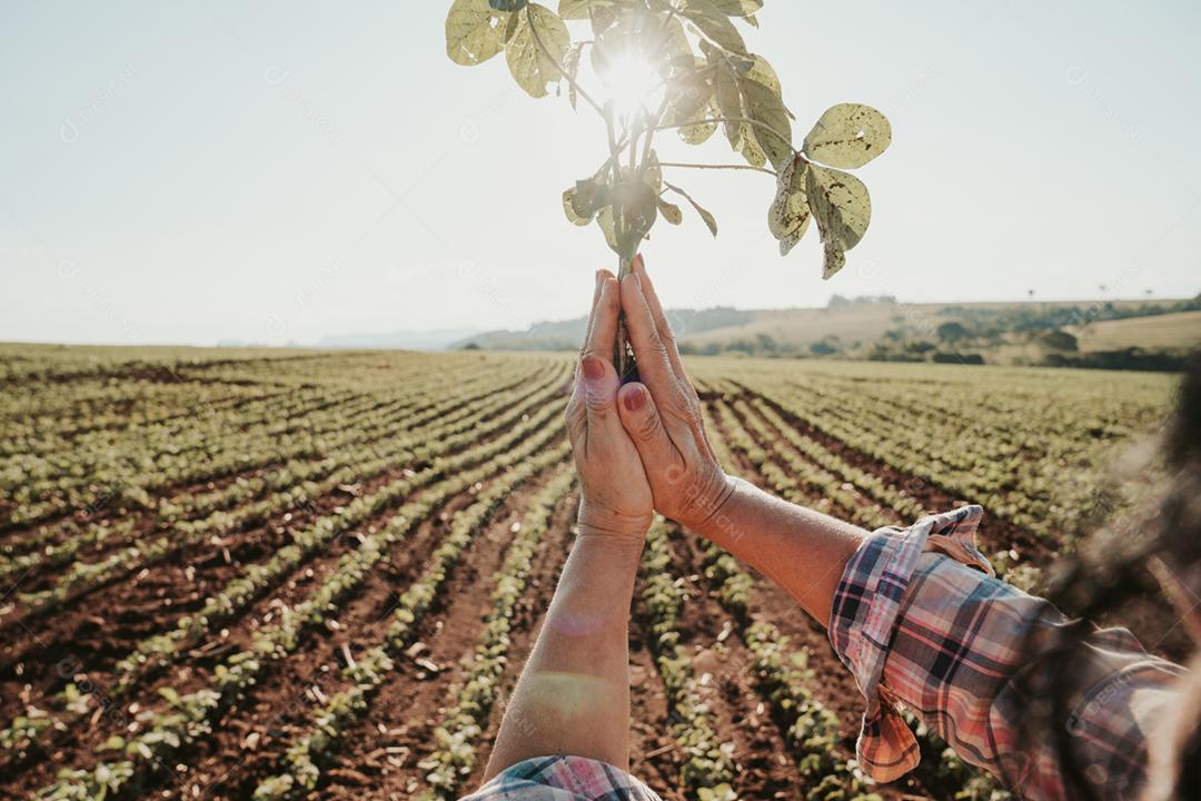 As mãos do homem seguram uma pequena muda de café. conceito de agronegócio