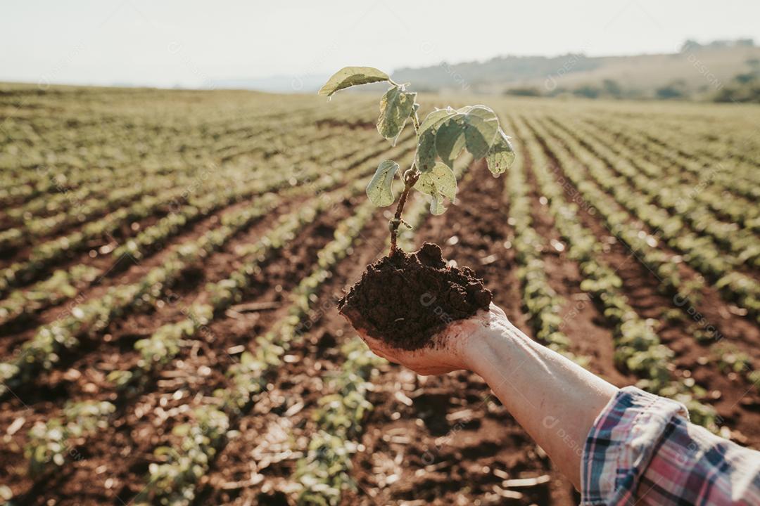 As mãos do homem seguram uma pequena muda de café. conceito de agronegócio