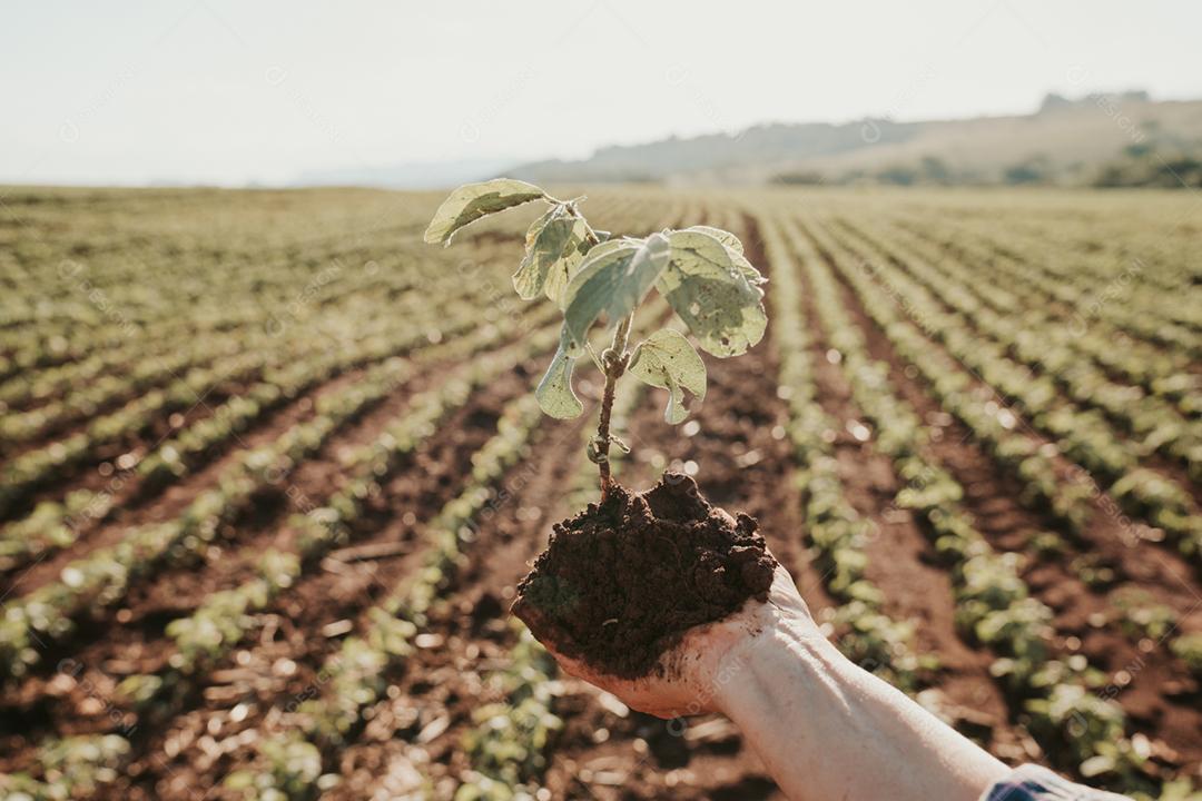 As mãos do homem seguram uma pequena muda de café. conceito de agronegócio