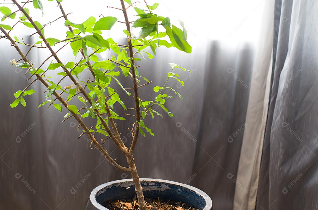 Plantas de decoração em casa enfeitando