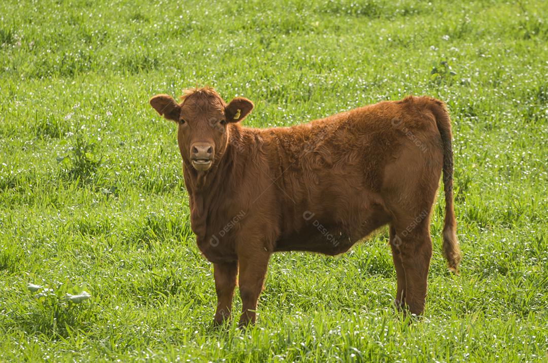 Belos bezerros vermelhos angus pastando pastagens nutritivas