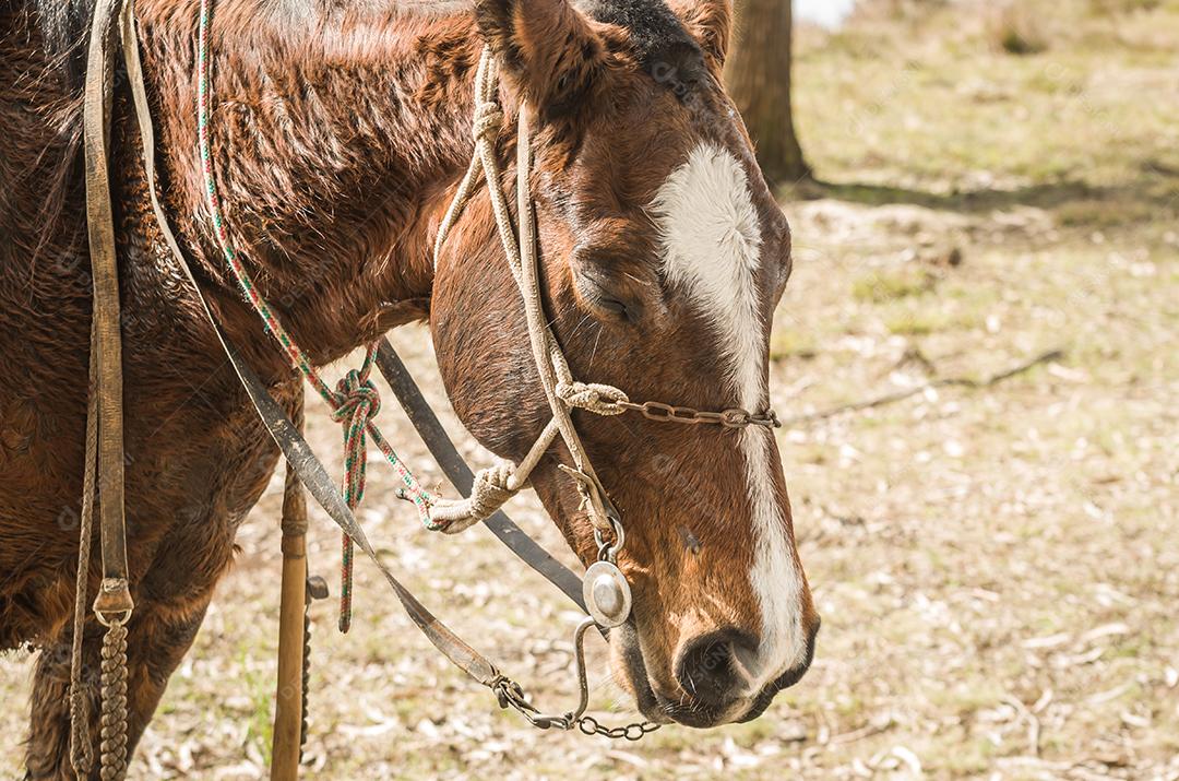 Cavalos da raça crioula na fazenda