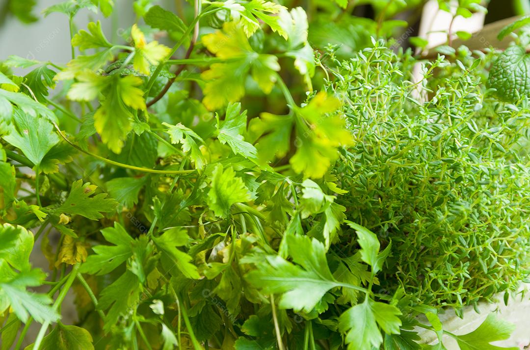 Ervas medicinais para reduzir o apetite. Cultivando erva-doce