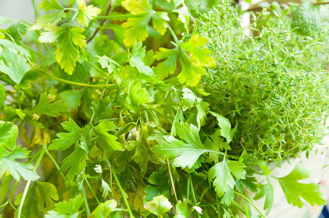 Ervas medicinais para reduzir o apetite. Cultivando erva-doce