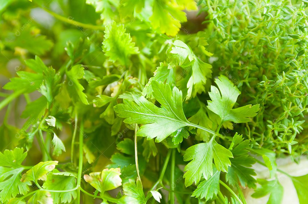 Ervas medicinais para reduzir o apetite. Cultivando erva-doce
