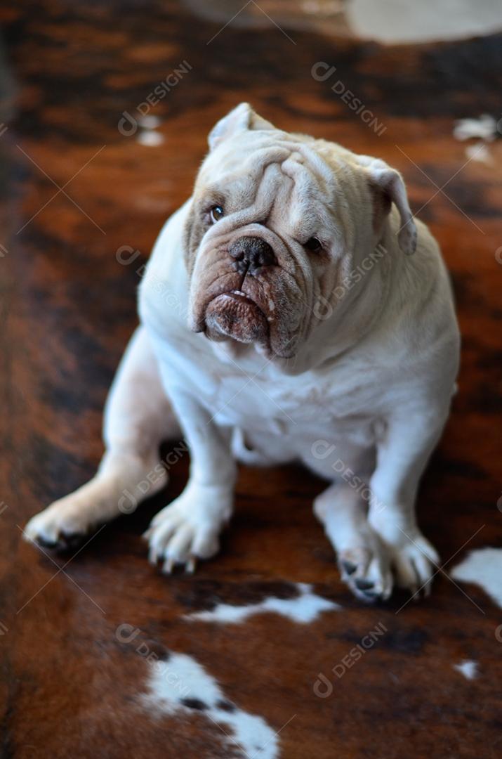 Bulldog inglês muito branco sentado no tapete