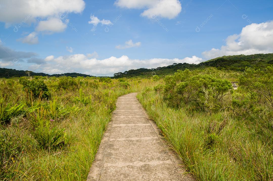 Bela paisagem de Itaimbezinho Canyon e floresta verde, Cambara do Sul, Rio Grande do Sul