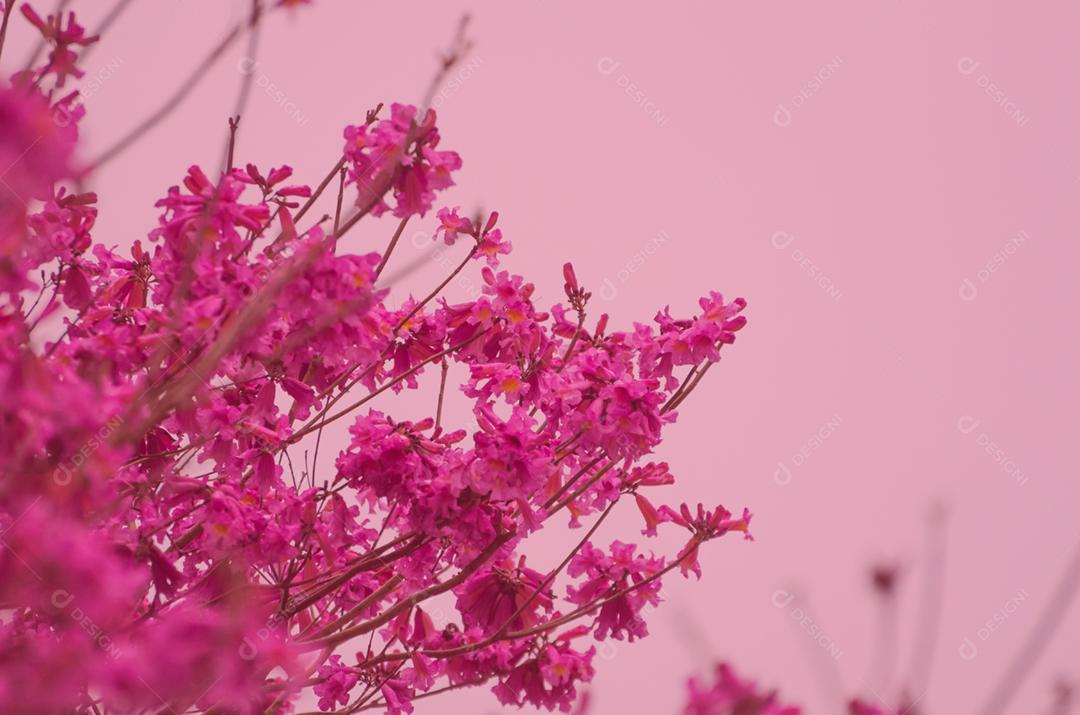 A primavera chegou na cidade, lindas flores de cerejeira.