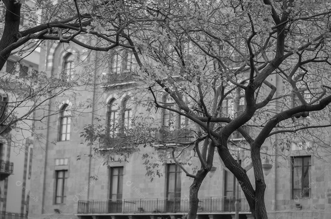 Centro de Beirute, capital do Líbano, árvore e arquitetura clássica e característica do país, arcos libaneses.