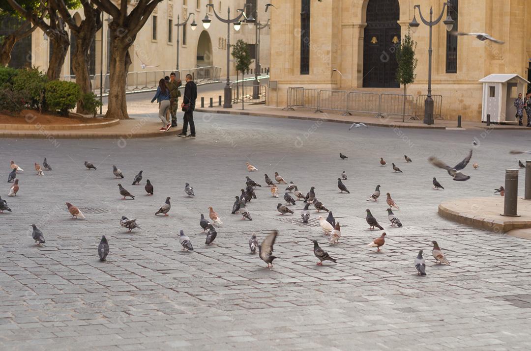 Várias pombas no centro de Beirute Líbano, praga urbana.