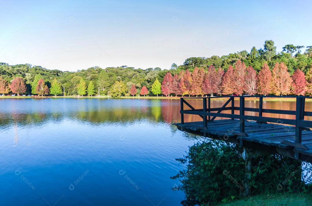 Grande conceito de outono, belas árvores do gênero Platanus com folhas avermelhadas sinalizando o outono