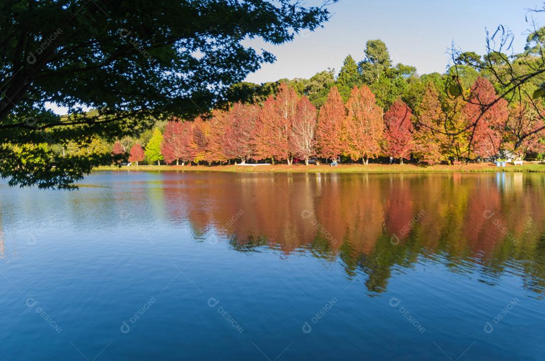 Grande conceito de outono, belas árvores do gênero Platanus com folhas avermelhadas sinalizando o outono