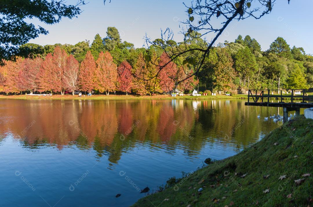 Grande conceito de outono, belas árvores do gênero Platanus com folhas avermelhadas sinalizando o outono