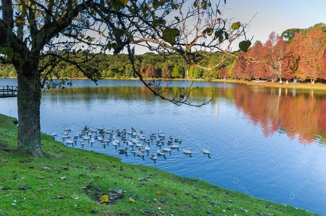Grande conceito de outono, belas árvores do gênero Platanus com folhas avermelhadas sinalizando o outono