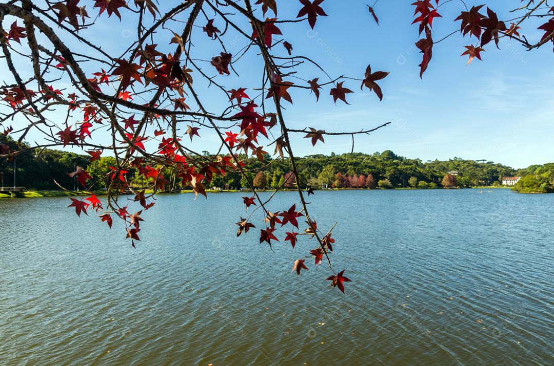 Grande conceito de outono, belas árvores do gênero Platanus com folhas avermelhadas sinalizando o outono