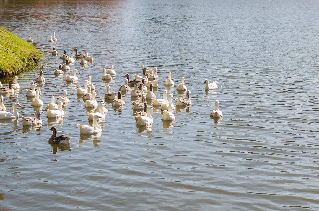 Vários patos brancos nadando no Lago São Bernardo em São Francisco de Paula no Brasil.