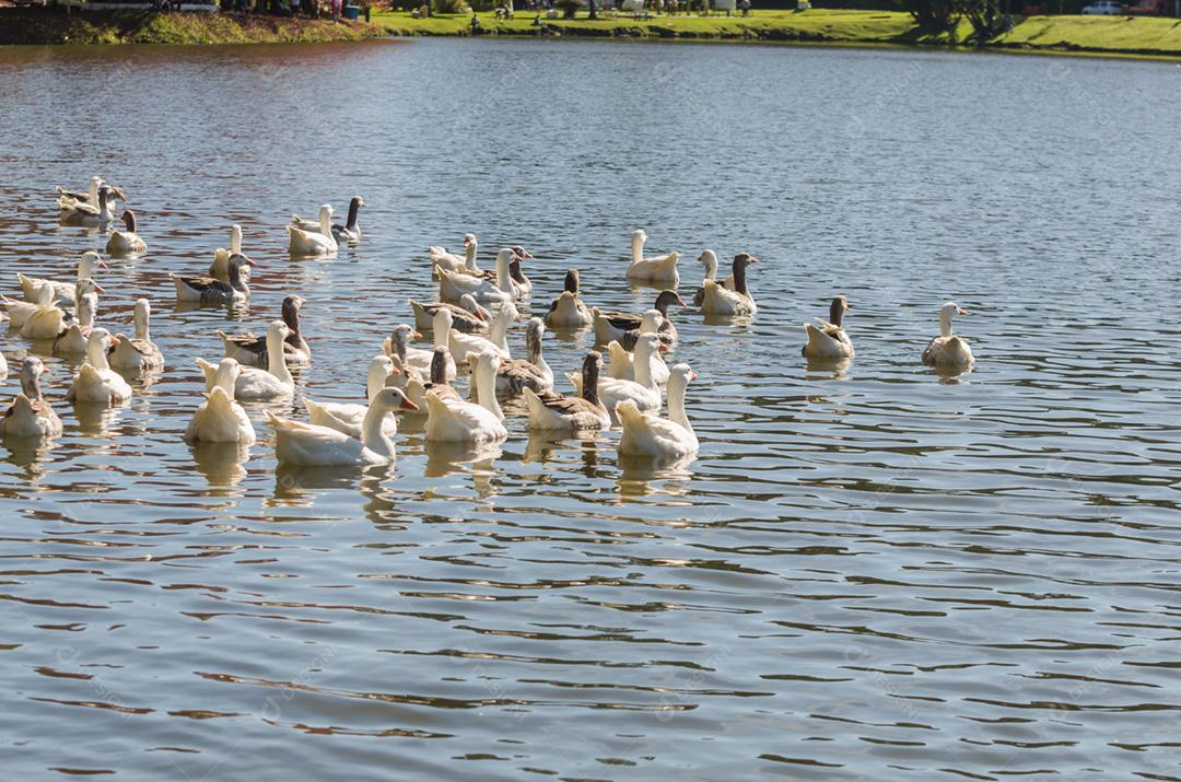 Vários patos brancos nadando no Lago São Bernardo em São Francisco de Paula no Brasil.