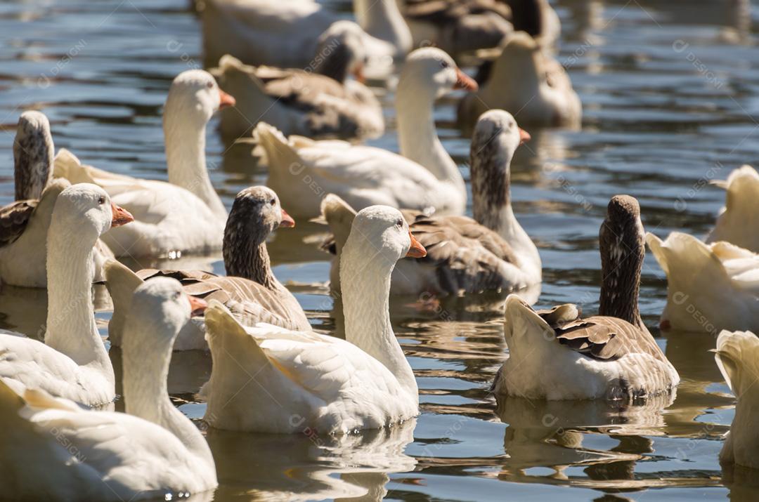 Vários patos brancos nadando no Lago São Bernardo em São Francisco de Paula no Brasil.