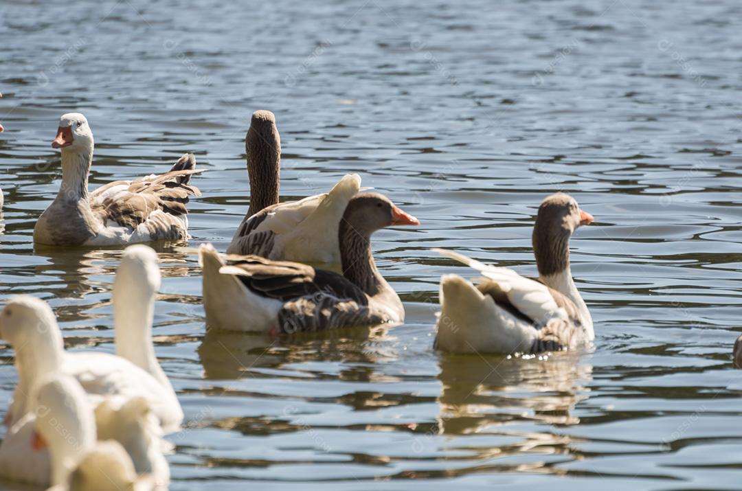 Vários patos brancos nadando no Lago São Bernardo em São Francisco de Paula no Brasil.