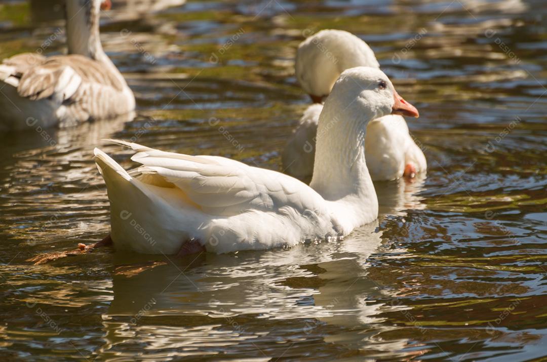 Vários patos brancos nadando no Lago São Bernardo em São Francisco de Paula no Brasil.