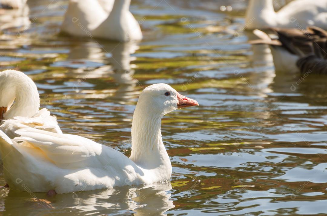 Vários patos brancos nadando no Lago São Bernardo em São Francisco de Paula no Brasil.