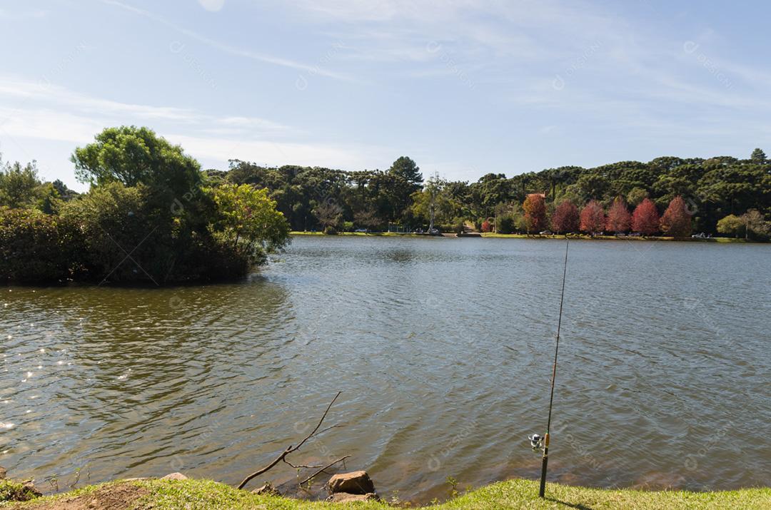 Grande conceito de outono, belas árvores do gênero Platanus com folhas avermelhadas sinalizando