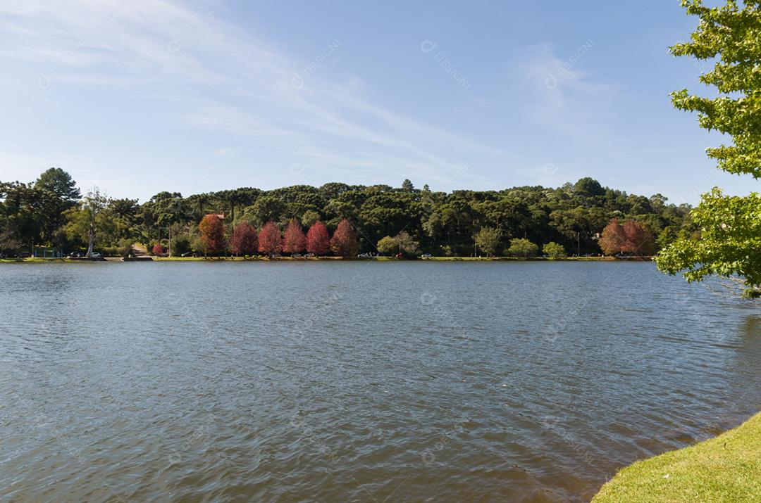 Grande conceito de outono, belas árvores do gênero Platanus com folhas avermelhadas sinalizando