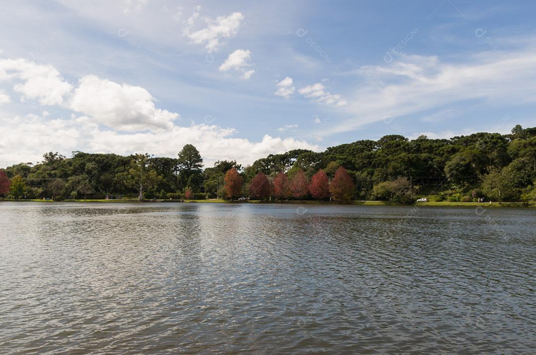 Grande conceito de outono, belas árvores do gênero Platanus com folhas avermelhadas sinalizando