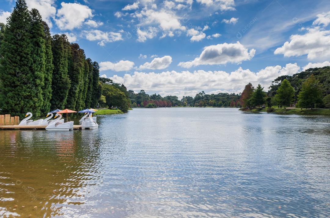Grande conceito de outono, belas árvores do gênero Platanus com folhas avermelhadas sinalizando o outono