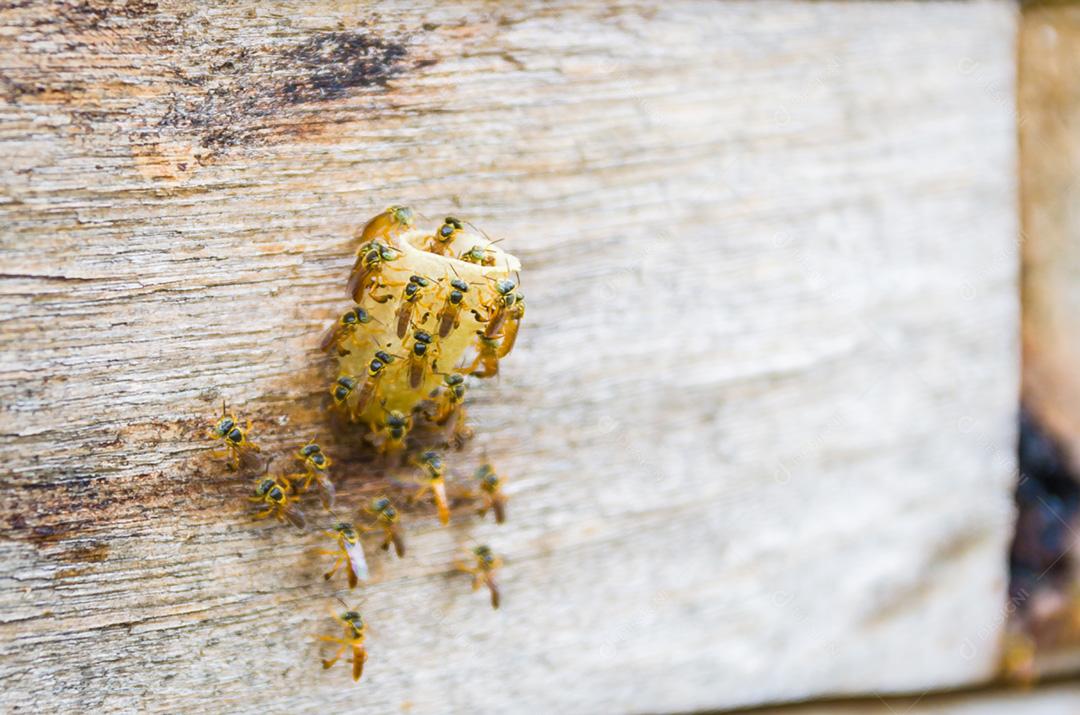 Colmeia sem ferrão, abelha Jataí (Tetragonisca angustula)