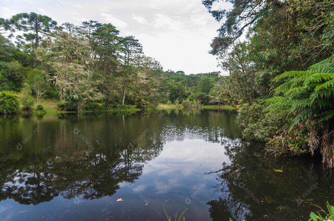 Floresta verde mística do Brasil, chão musgoso.